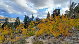 Trail from Pine Grove