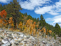 Aspen and juniper
