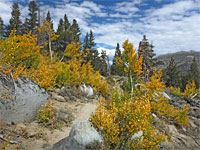 Trail through aspen