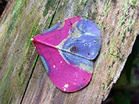 Pink and purple leaf