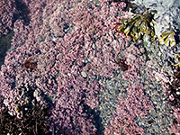 Pink rock pool plant