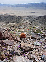 Wildflowers and cacti