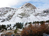 Trees beside Piute Lake