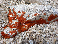 Red lichen