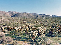 Cholla near Plum Canyon, Teddy bear cholla cacti near Plum Canyon; Anza-Borrego Desert State Park, California