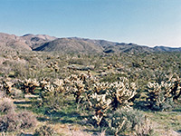 Cholla near Plum Canyon