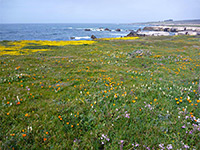 Wildflowers at Point Buchon