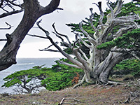 Dead tree