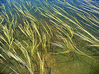Thin reeds