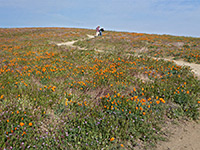photograph