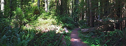 Prairie Creek Redwoods State Park