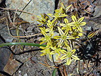 Triteleia ixioides