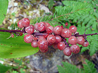 Red berries