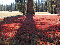 Meadow near the Sunset trailhead