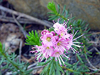 Red mountain heather