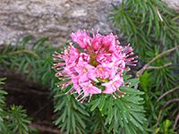 Red mountain heather