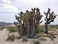 Joshua trees