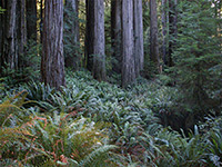 Redwoods and ferns