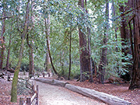 Trees along the Redwood Trail
