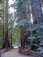 Redwood Trail