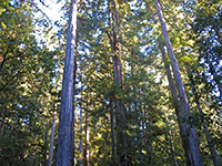 Sunlight and redwood trees