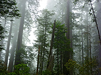 Redwood National Park