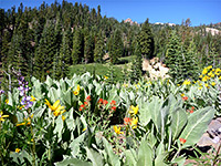 Flowers near the trailhead