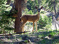 Mule deer