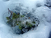 Pine twig in ice