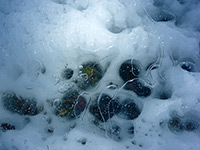 Bubbles in ice