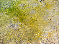 Ripples on a pool