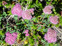 Pink flower clusters