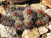 Echinocereus triglochidiatus