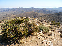 Banana yucca, on the summit