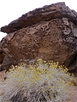 Rabbitbrush and tafoni