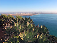 Group of coastal agave stems