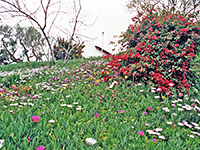 Wildflowers at San Diego de Alcalá