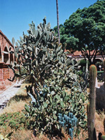 Opuntia at San Juan Capistrano