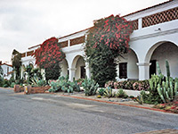 Cacti at San Luis Rey de Francia