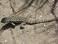 Coast Range fence lizard