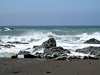 Group of elephant seals