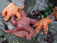 Sea stars