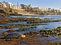 A seal, at Seal Rock