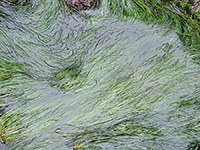 Seaweed in a tide pool