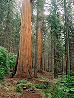 Sequoia forest