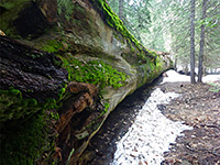 Moss on sequoia trunk