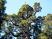 Top of a sequoia