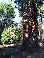 Pair of sequoia trees