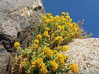 Goldenbush