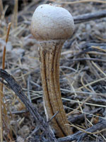Mushroom